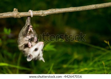 Baby Opossum 