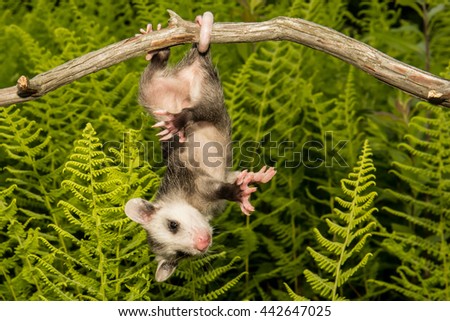 Baby Opossum 