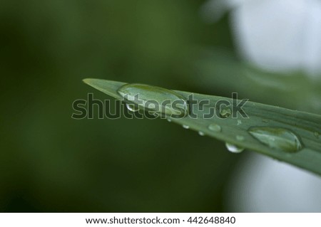 Drops of dew on a green leaf.