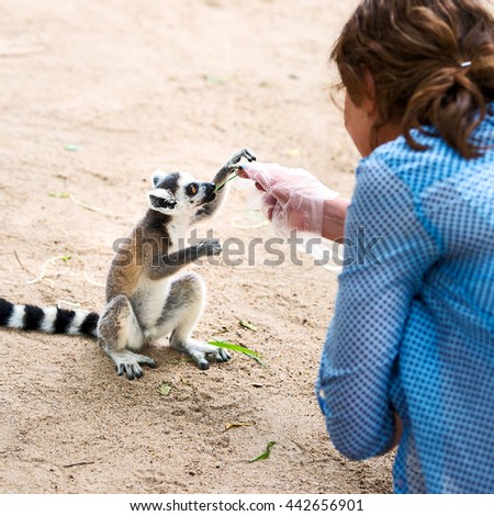 Ring-tailed lemur (Lemur catta) Tourists taking a lemur eats the grass.