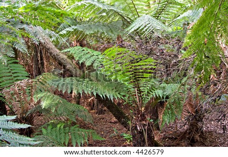 image of some nice rainforest ferns