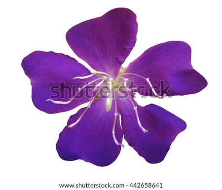 violet orchid flower, isolated