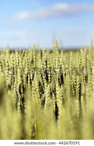   photographed close up unripe green ears of wheat. agriculture, field, shallow depth of field