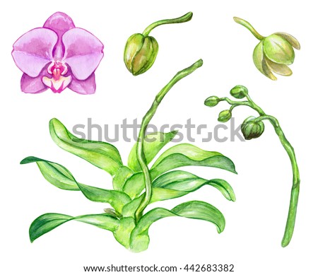 watercolor illustration, orchid flowers and green leaves, floral design elements set, isolated on white background