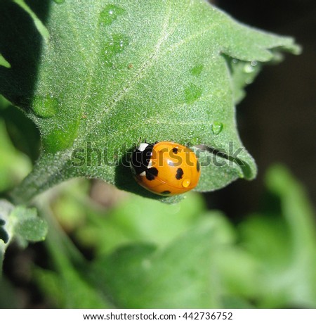 Ladybug on Pepper Plant