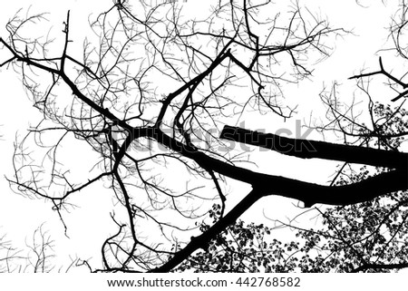High contrast black and white photograph on dead wood branches pattern