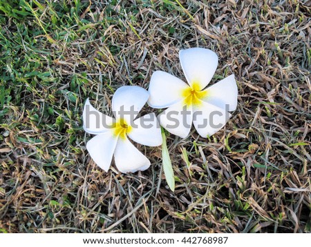 whie Plumeria flower on dry grass straw thatch background