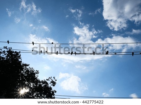 Silhouette birds perched on the wire. Look up sky.