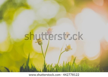 Coat buttons flowers and blurred grass background 