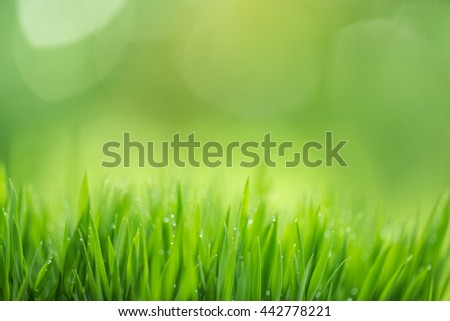 Blurred grass background. Abstract natural backgrounds