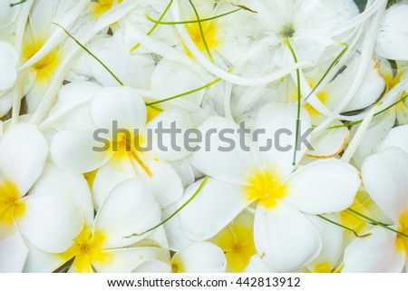 Champa flower 