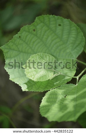 Small and smaller leaf