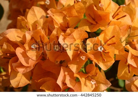 Yellow Bougaville flowers