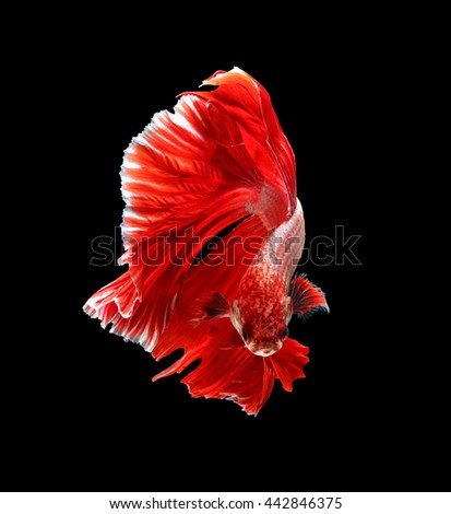 Red dragon siamese fighting fish, betta fish isolated on black background. 
