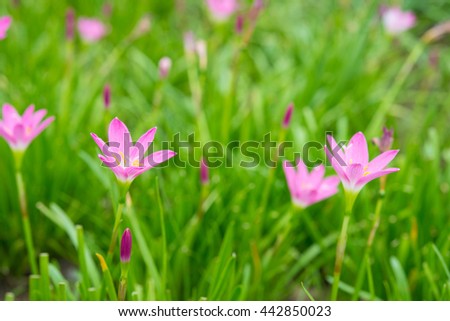 Rain Lily (Fairy Lily, Zephyranthes rosea) blooming in rainy sea