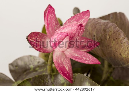 Wanwisa (thai name) lotus.