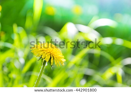 vibrant meadow and dandelion flower close up
