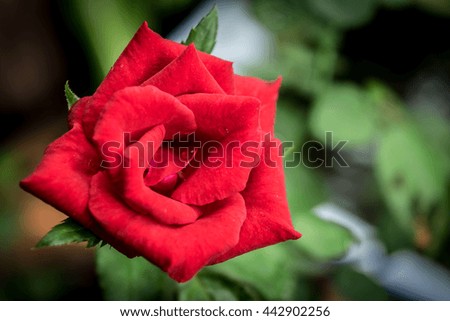 Red rose flower with green blur background of leaf