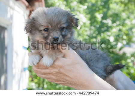 Small brown puppy in the hands of old woman