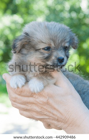 Small brown puppy in the hands of old woman