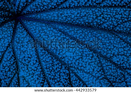 A New Blue Leaf.  A gorgeous, textured background with a real, natural undertone; a perfect touch to a slide presentation or project backdrop.