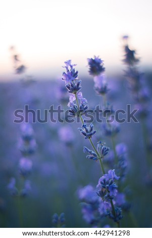 purple lavender flowers - Sunset over a summer lavender field . Bunch of scented flowers in the lavanda fields. soft focus