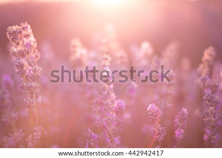 purple lavender flowers - Sunset over a summer lavender field . Bunch of scented flowers in the lavanda fields. soft focus Royalty-Free Stock Photo #442942417
