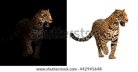 jaguar on black background and jaguar on white background