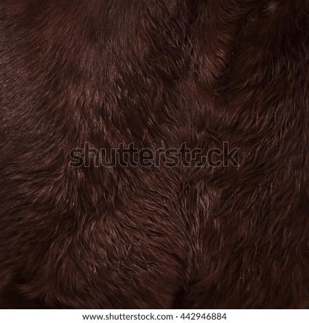  brown texture of horse skin