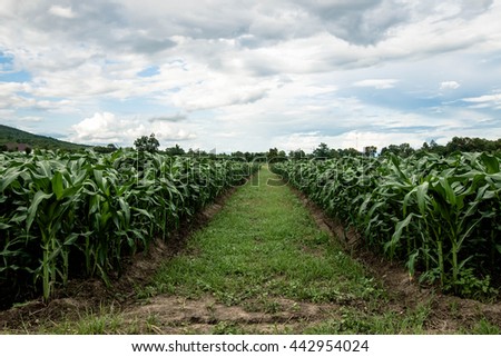 agricultural field on which grows green corn