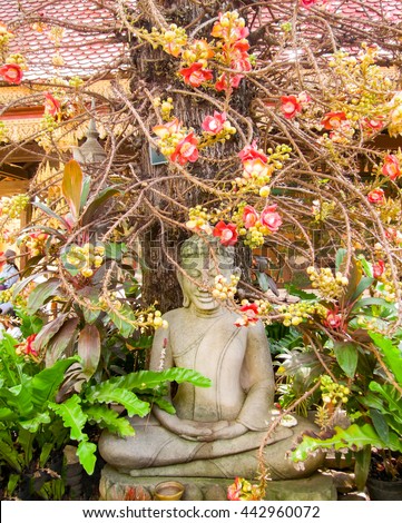 Pentacme Siamensis plant and Buddha sculpture seen in Cambodia