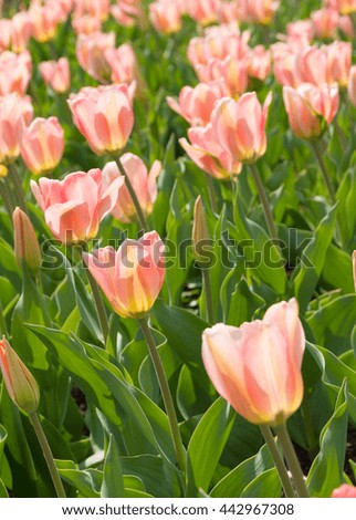 pink tulip flowerbed close up photo
