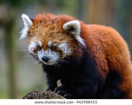 close view of Red Panda lesser panda (Ailurus fulgens) in japan.