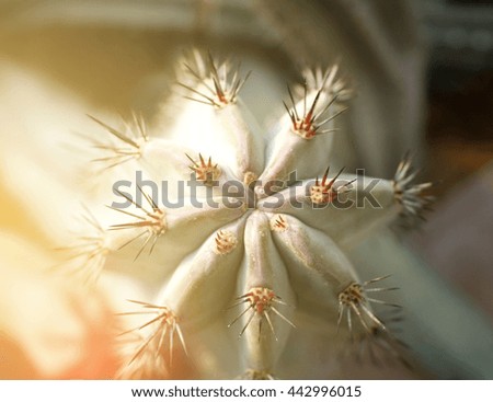 Close up of cactus with long thorns with burst light