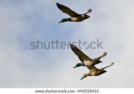 Three Mallard Ducks Flying in a Cloudy Blue Sky