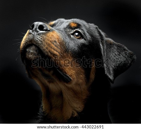 Rottweiler  portrait in the black photo studio