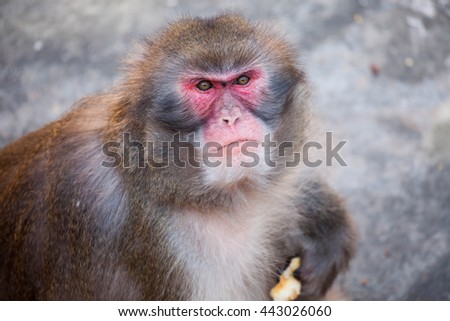 Monkey (face)
