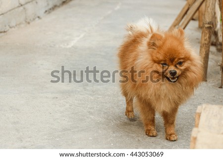 Pomeranian dog on a walk.