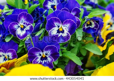 Spring flowers. Pansy