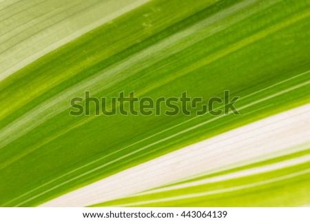 Natural green background,leaf background green