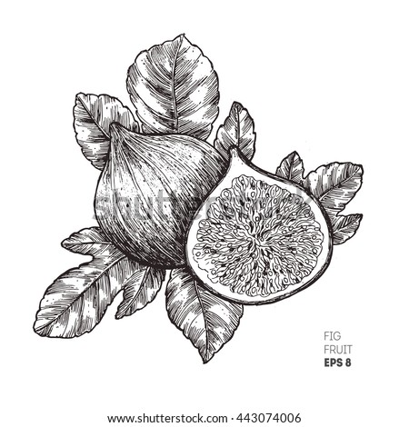 Fig fruit illustration.  Engraved style illustration. Vintage sketch fruit. Vector illustration Royalty-Free Stock Photo #443074006