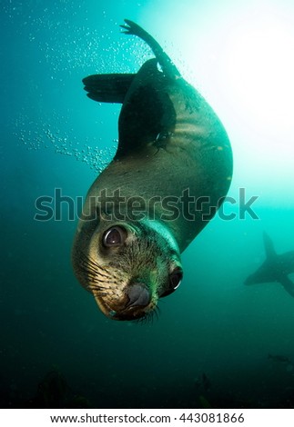 Brown (South African) Fur Seal Royalty-Free Stock Photo #443081866