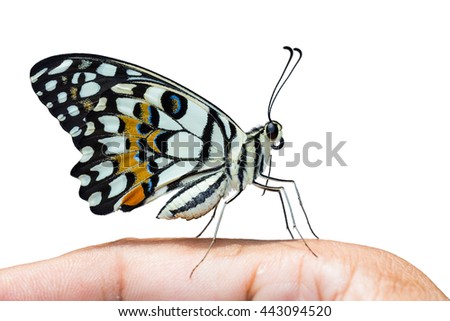 Close up of Lime butterfly or Lemon butterfly or Lime swallowtail (Papilio demoleus) perching on human fingers, side view, isolated on white background with clipping path