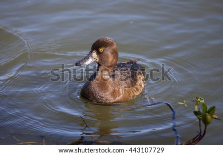 Female Tufted duck in natural in natural environment.Northern Norway.