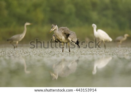 Grey Heron, Ardea cinerea, morning fishing, wild conditions, Rye Island, Slovakia, Europe