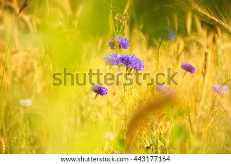 Wild flowers and golden spikes in the evening light at the meadow. Retro aged photo.