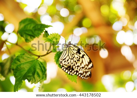 Close of Butterfly on leaves Royalty-Free Stock Photo #443178502