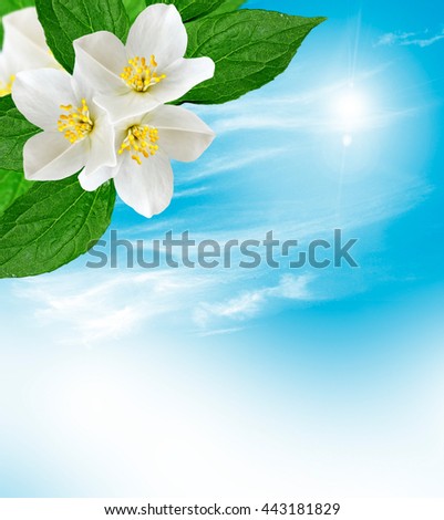 White jasmine flower. The branch delicate spring flowers