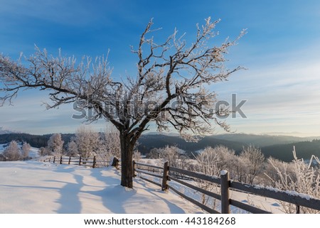 Beautiful winter landscape with frosted tree and snow at the sunrise mountain hill