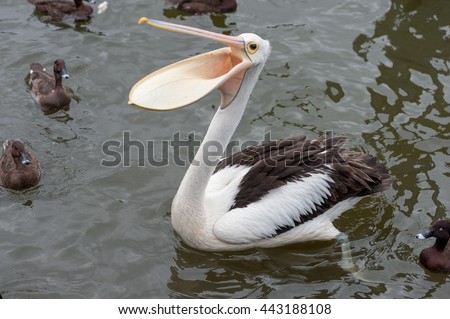 Australian

 Pelican in Water. Sydney Park. Open Mouth Waiting for the Food.